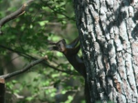 2016-05-10 10h01m33 - Eekhoorntje onderweg NP Slitere - Gerda van der Meer